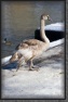 44.Swan * 2336 x 3504 * (1.97MB)