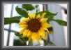 127.Sonnenblume * 3504 x 2336 * (1.82MB)