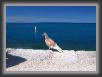 124.Cefalu.Terrazza * 2532 x 1851 * (1.37MB)