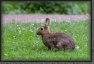 145.Buddha.Rabbit * 1351 x 904 * (511KB)