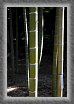 11.Bamboo * 1752 x 2628 * (621KB)