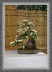 31.Bonsai * 1577 x 2287 * (686KB)